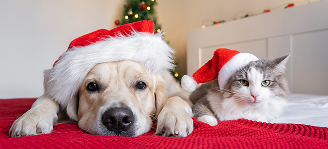 Happy Holidays Happy Holidays