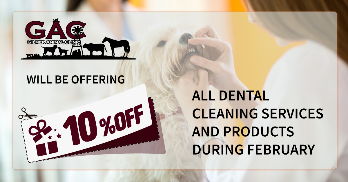GILMER ANIMAL CLINIC WILL BE OFFERING 10% OFF ALL DENTAL CLEANING SERVICES AND PRODUCTS DURING FEBRUARY