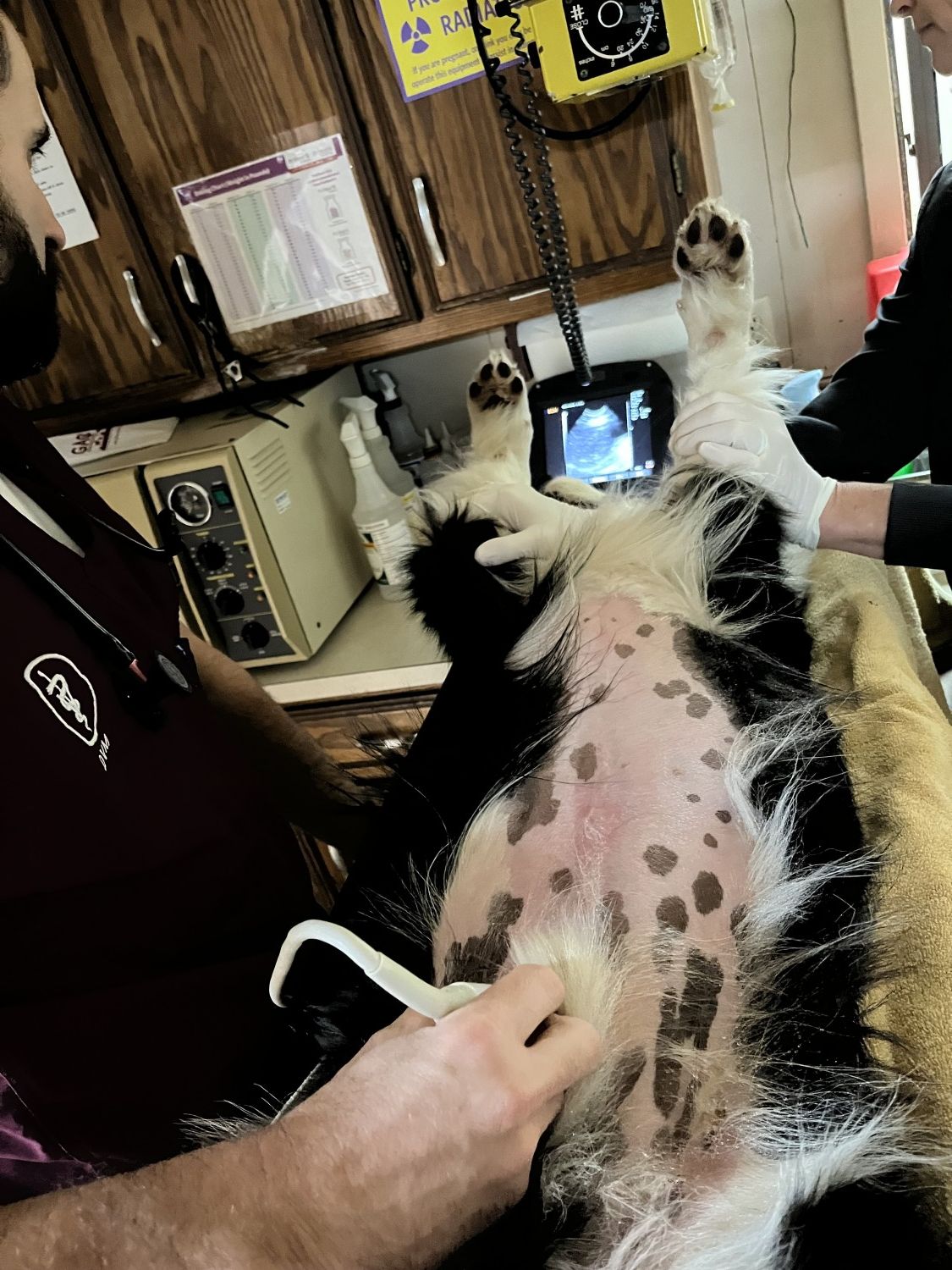 Dog Getting Ultrasound