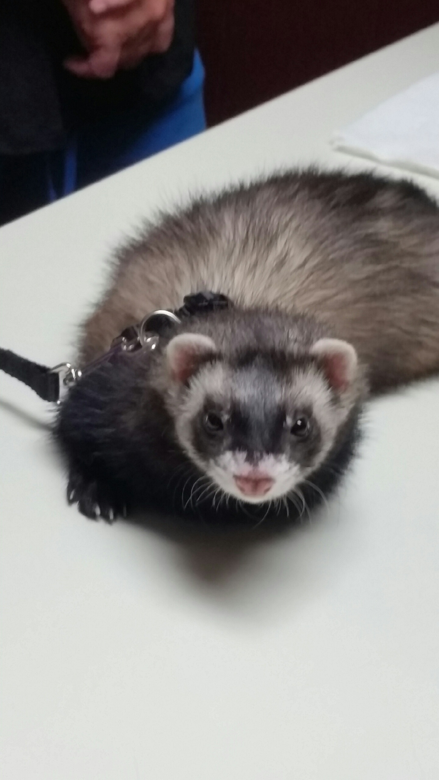 Ferret 